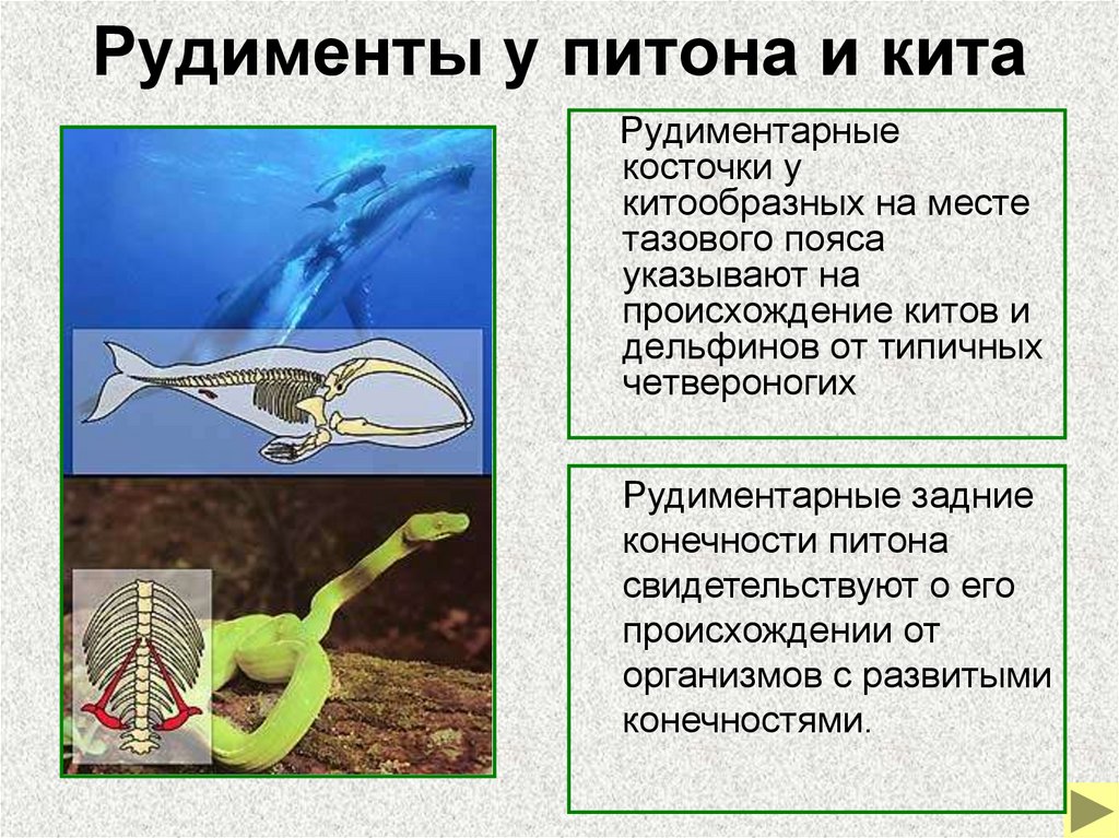 Рудименты у питона и кита