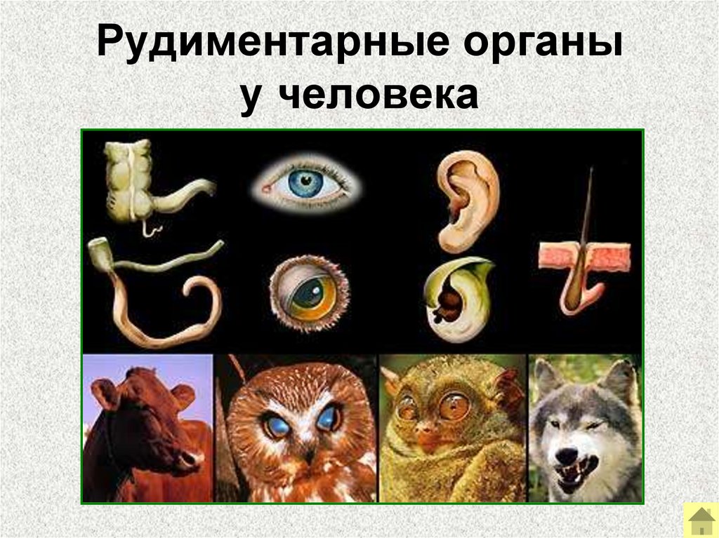 Рудиментарные органы у человека