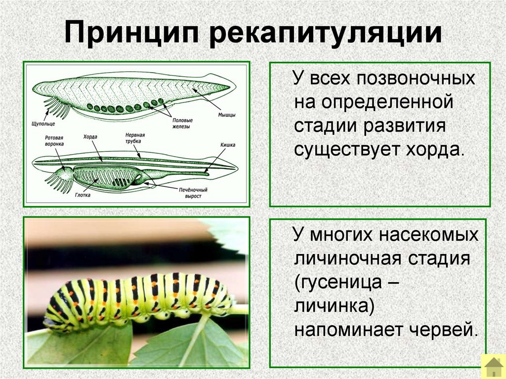 Принцип рекапитуляции