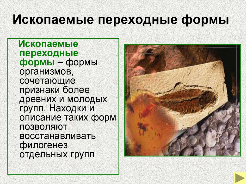 Ископаемые переходные формы