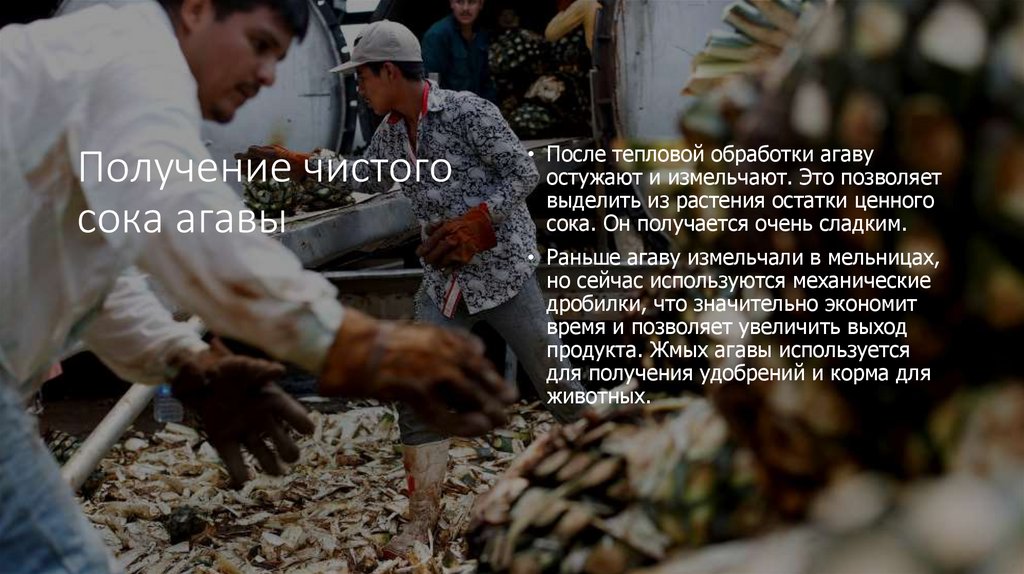 Получение чистого сока агавы