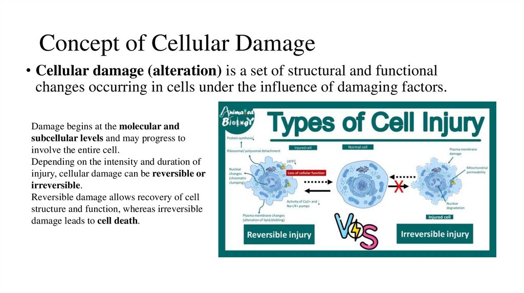 Concept of Cellular Damage