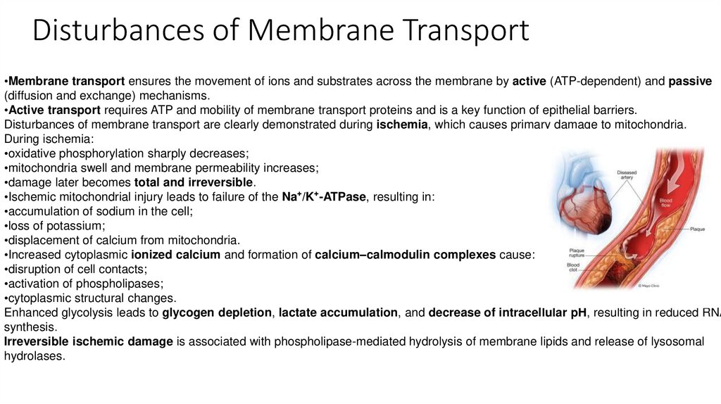 Disturbances of Membrane Transport