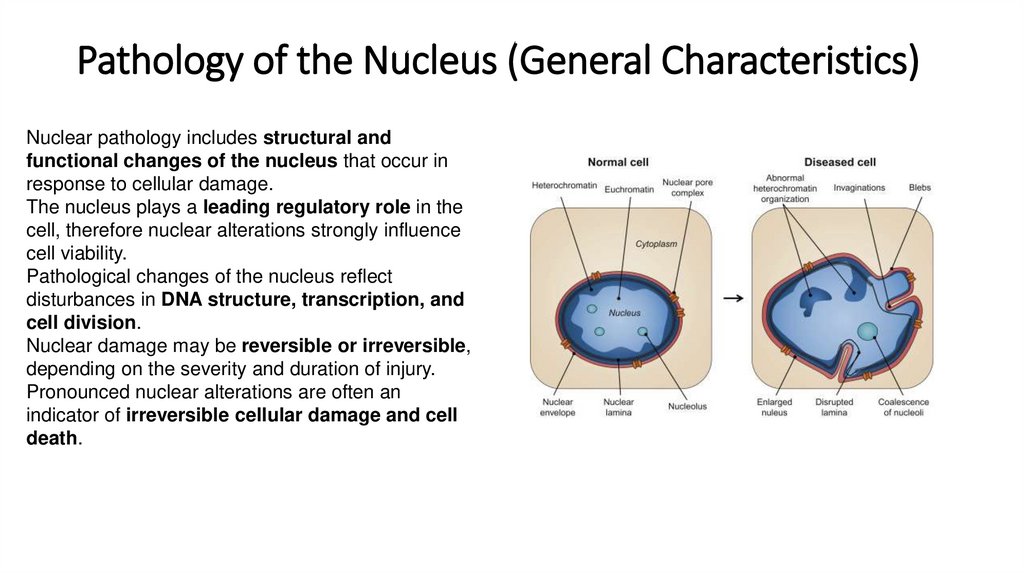 Pathology of the Nucleus (General Characteristics)