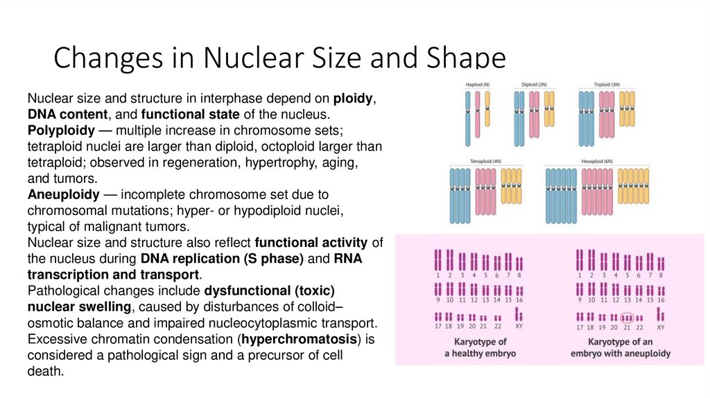 Changes in Nuclear Size and Shape