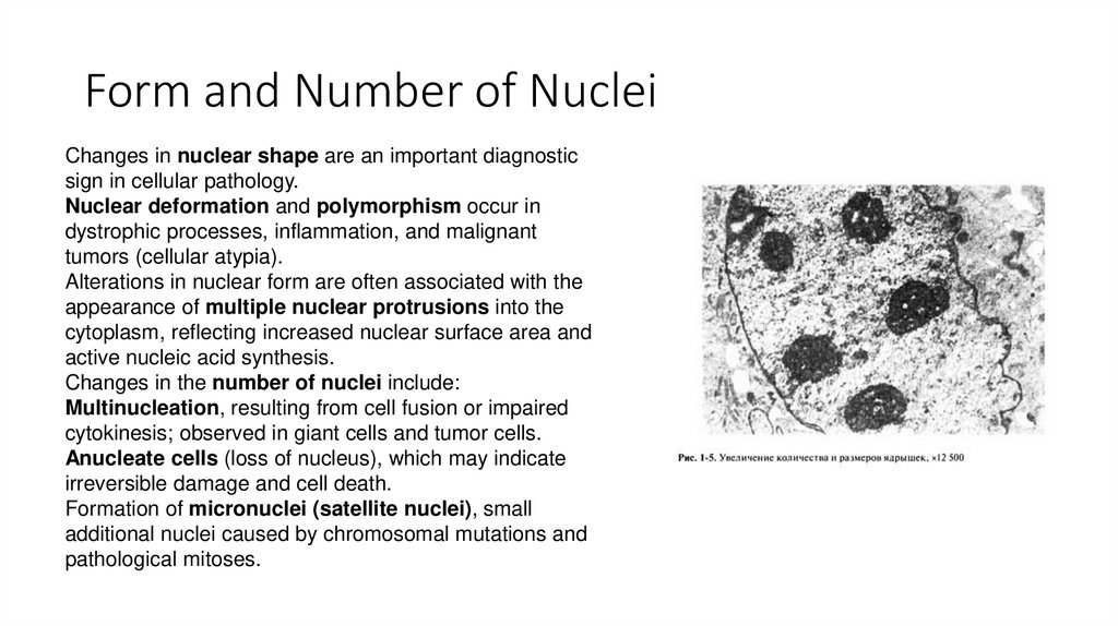 Form and Number of Nuclei