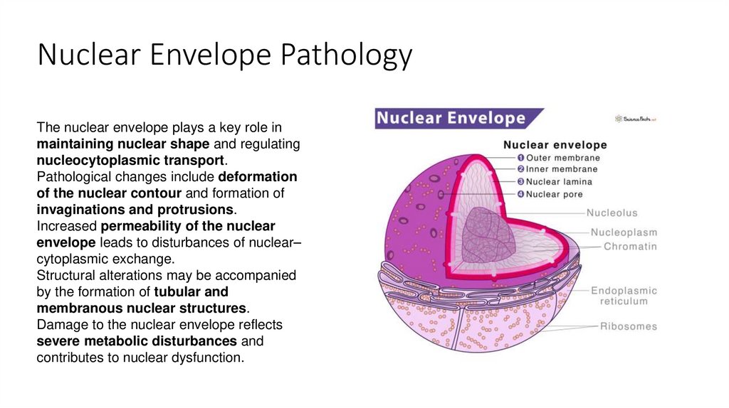 Nuclear Envelope Pathology
