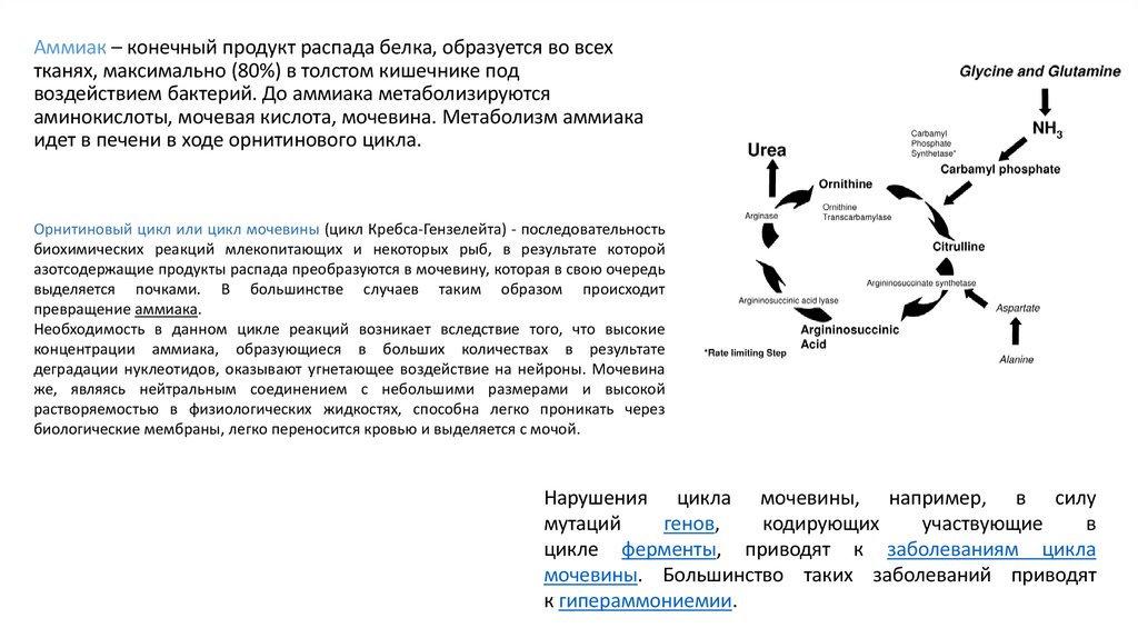 Аммиак – конечный продукт распада белка, образуется во всех тканях, максимально (80%) в толстом кишечнике под воздействием