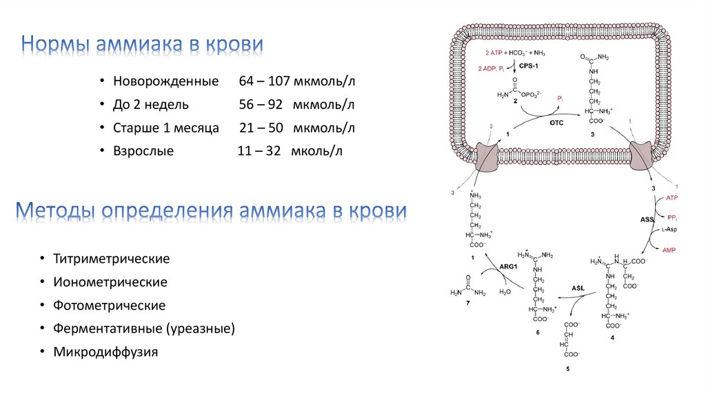 Нормы аммиака в крови