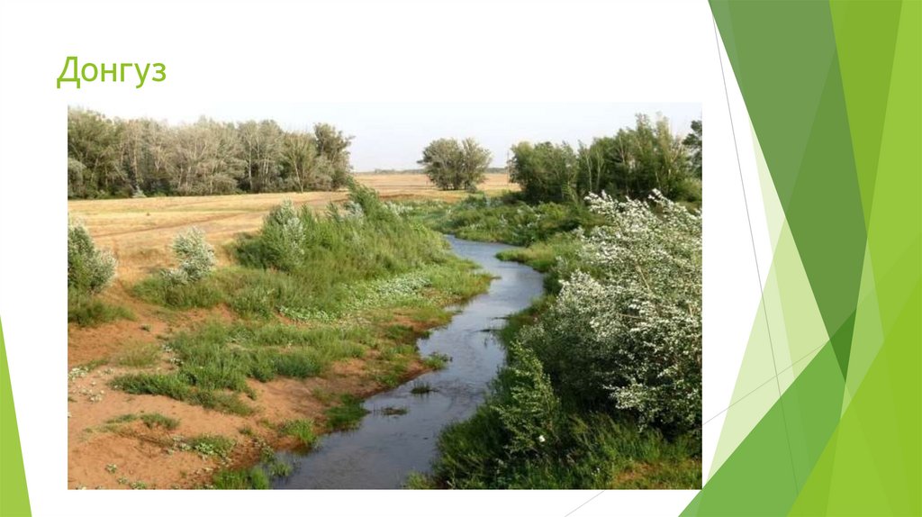 Донгуз