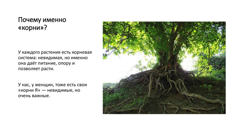 Почему именно «корни»?