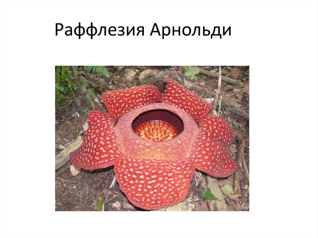 Раффлезия Арнольди