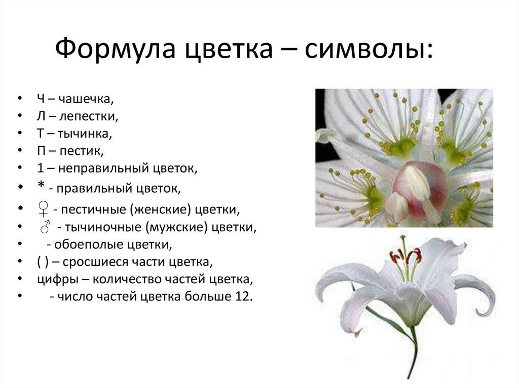 Формула цветка – символы: