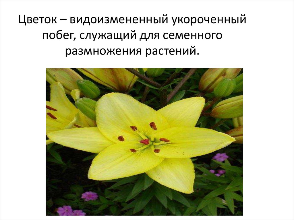 Цветок – видоизмененный укороченный побег, служащий для семенного размножения растений.