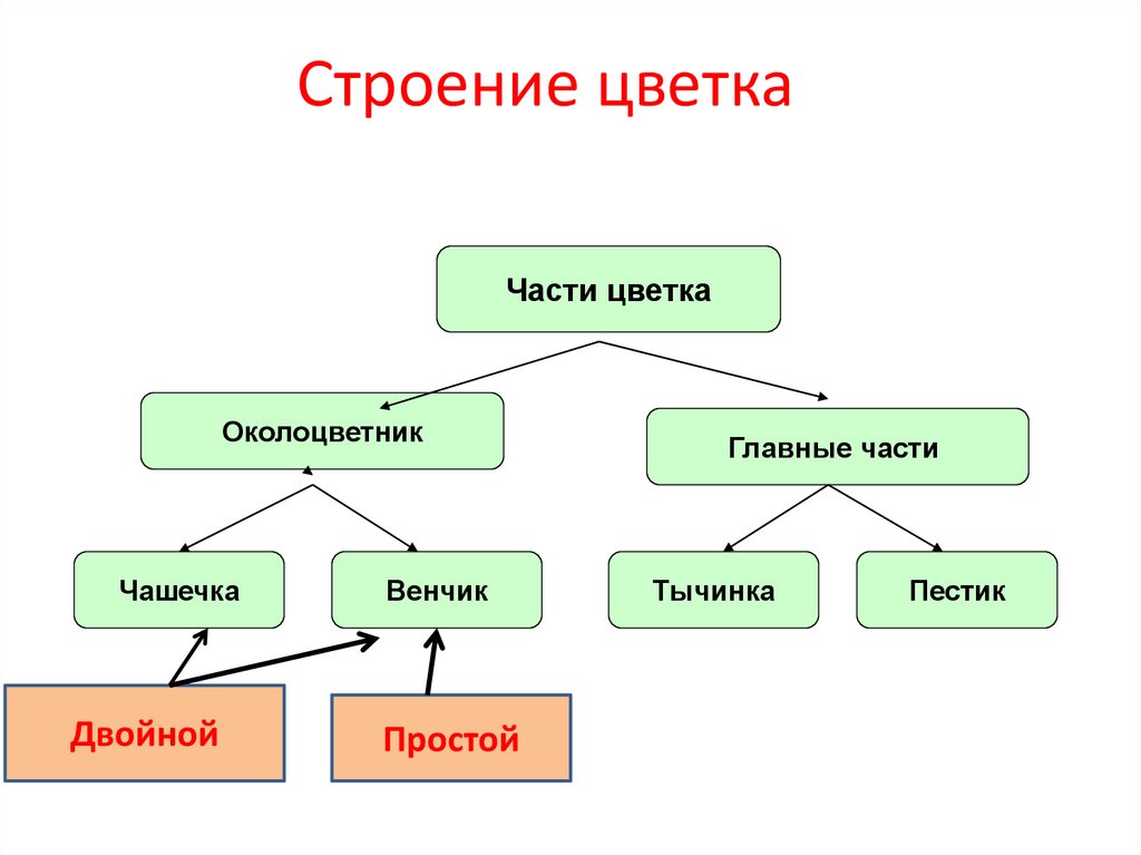 Строение цветка