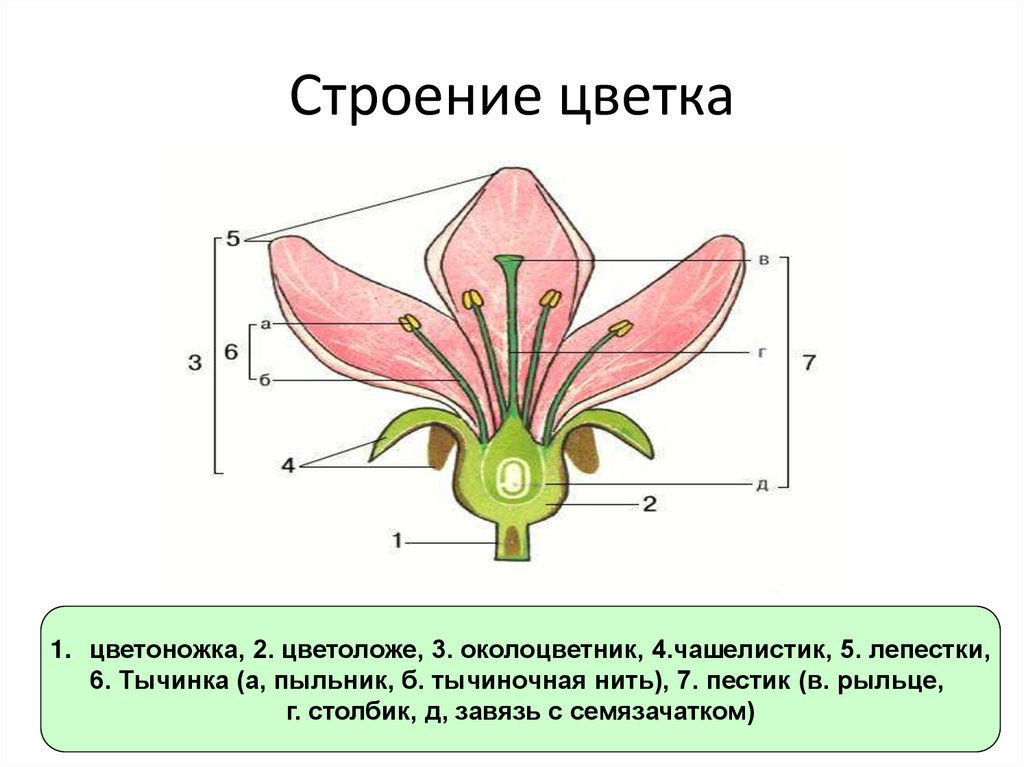 Строение цветка