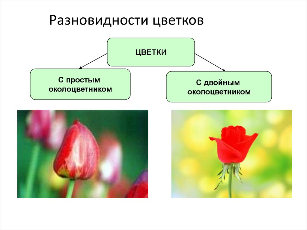Разновидности цветков