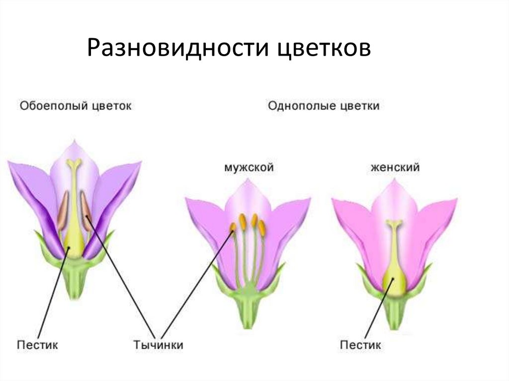Разновидности цветков