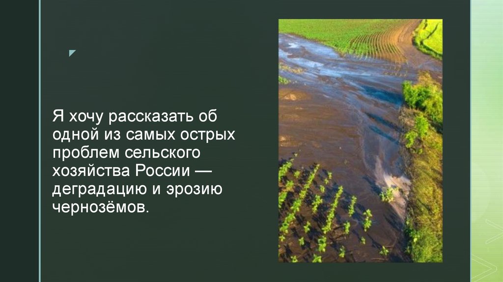 Я хочу рассказать об одной из самых острых проблем сельского хозяйства России — деградацию и эрозию чернозёмов.