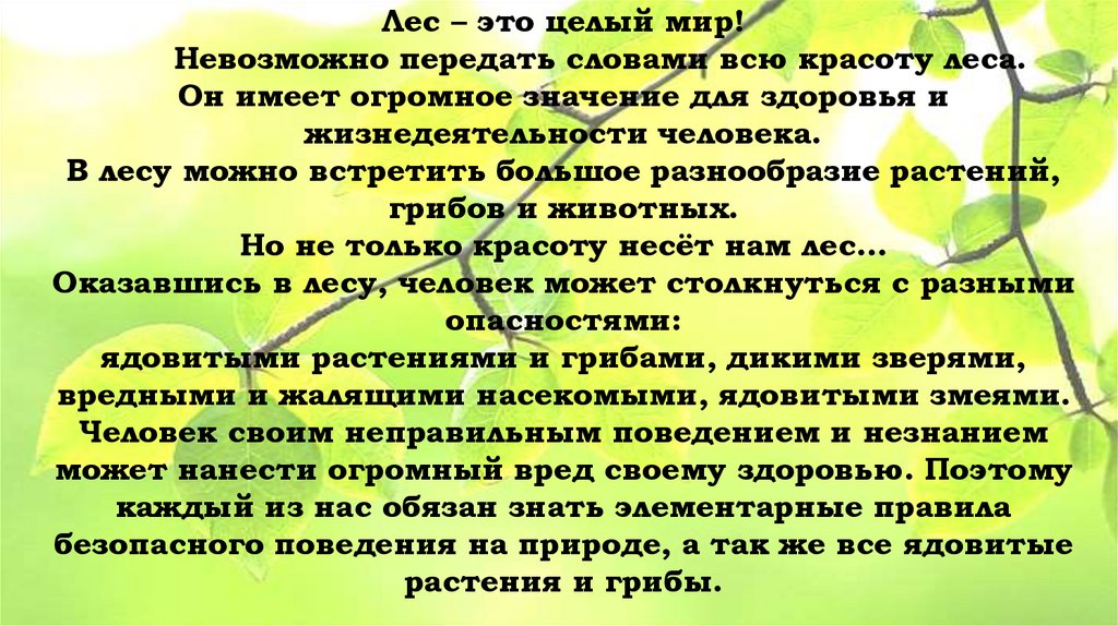 Лес – это целый мир! Невозможно передать словами всю красоту леса. Он имеет огромное значение для здоровья и жизнедеятельности