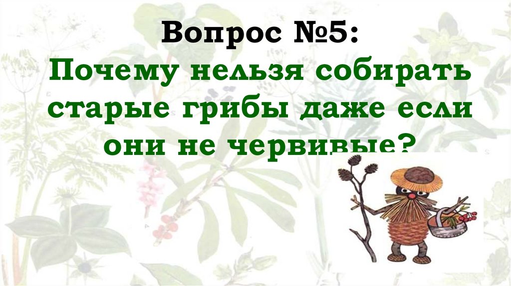 Вопрос №5: Почему нельзя собирать старые грибы даже если они не червивые?