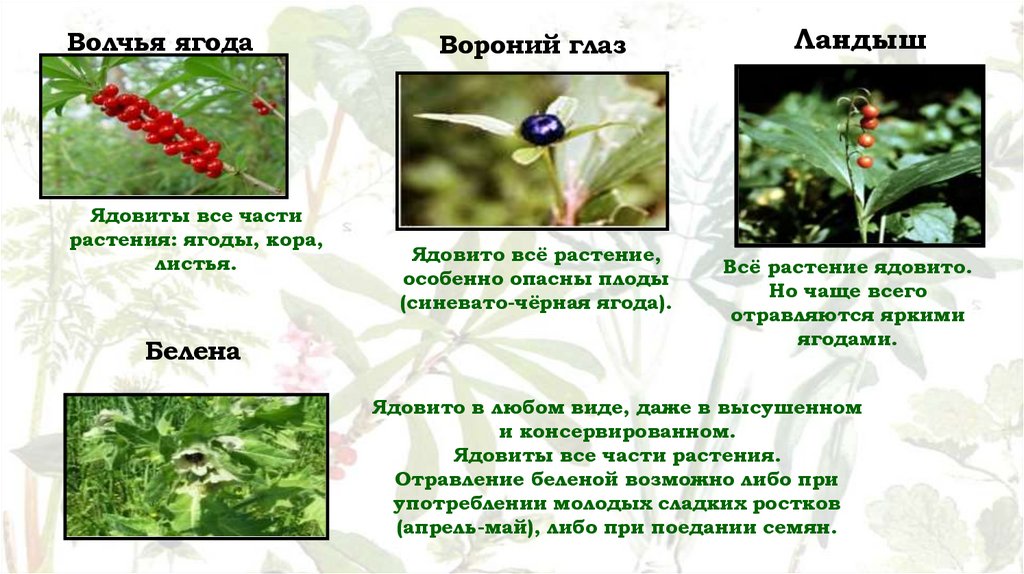 Волчья ягода