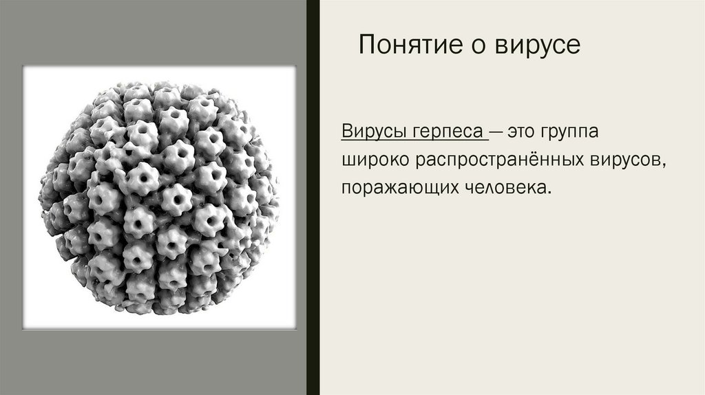 Понятие о вирусе