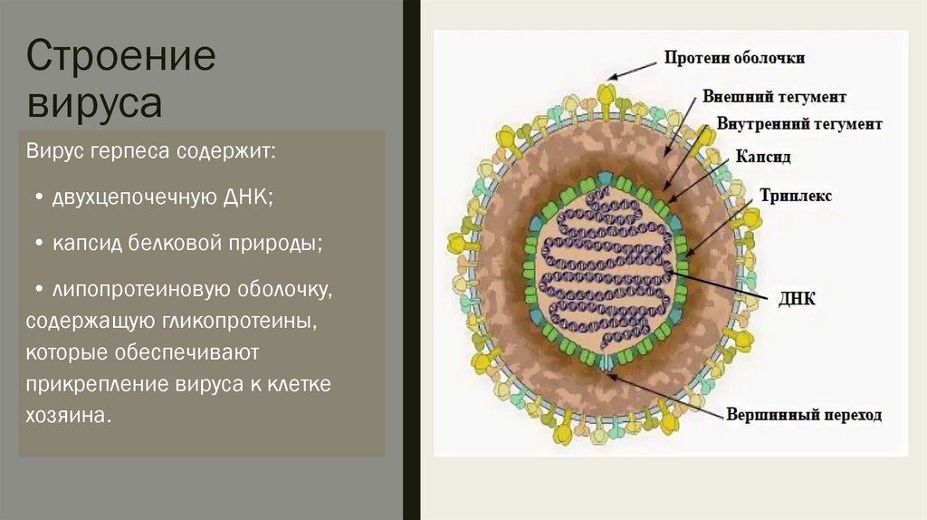 Строение вируса