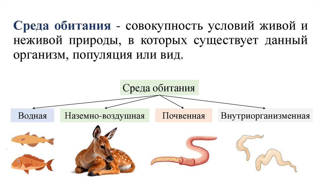Среда обитания - совокупность условий живой и неживой природы, в которых существует данный организм, популяция или вид.