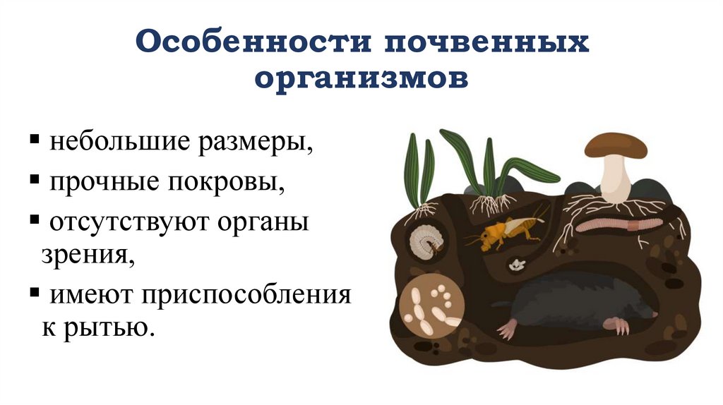 Особенности почвенных организмов