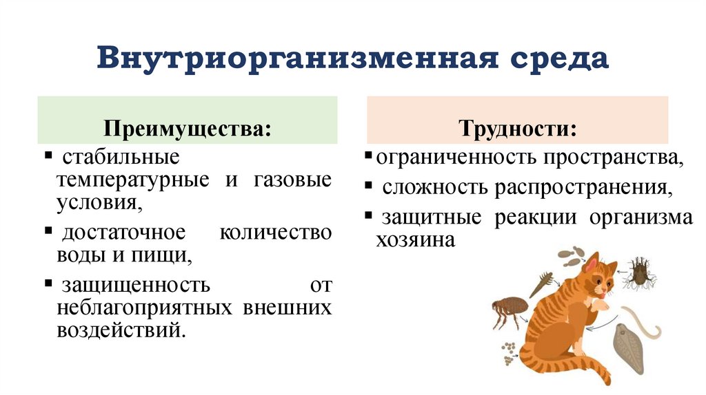 Внутриорганизменная среда