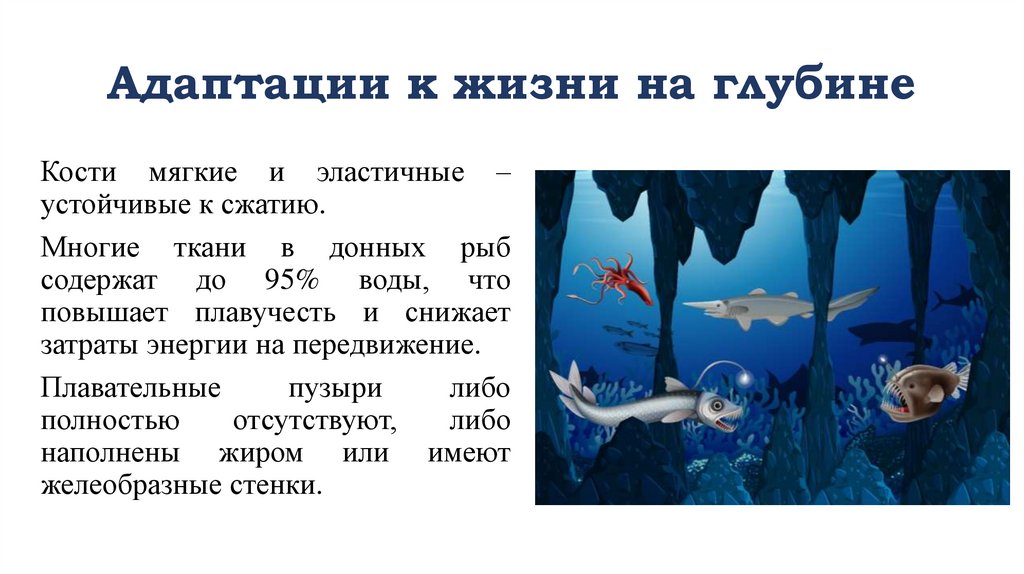 Адаптации к жизни на глубине