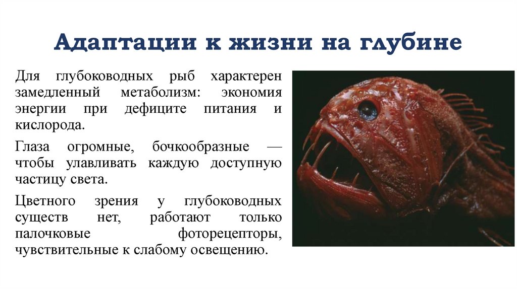Адаптации к жизни на глубине
