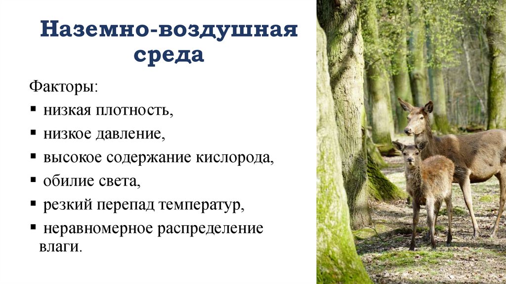 Наземно-воздушная среда