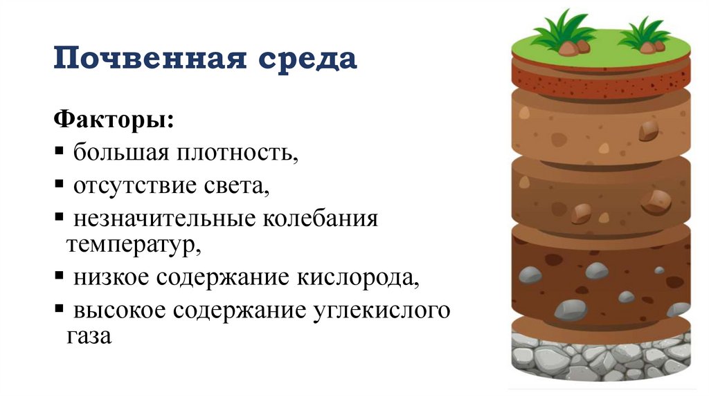 Почвенная среда