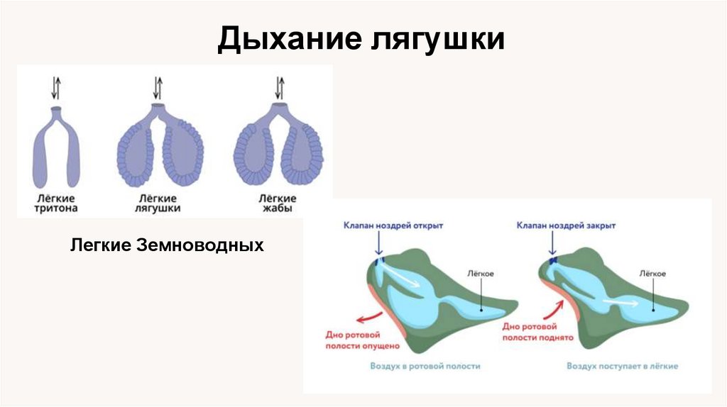 Дыхание лягушки