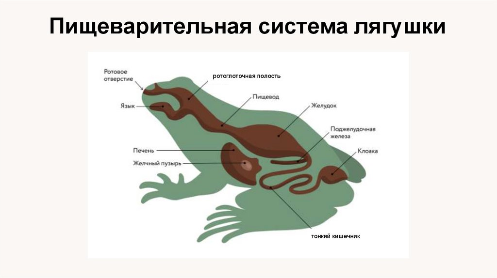 Пищеварительная система лягушки
