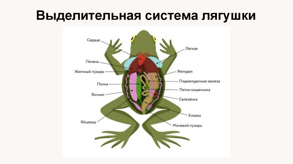 Выделительная система лягушки
