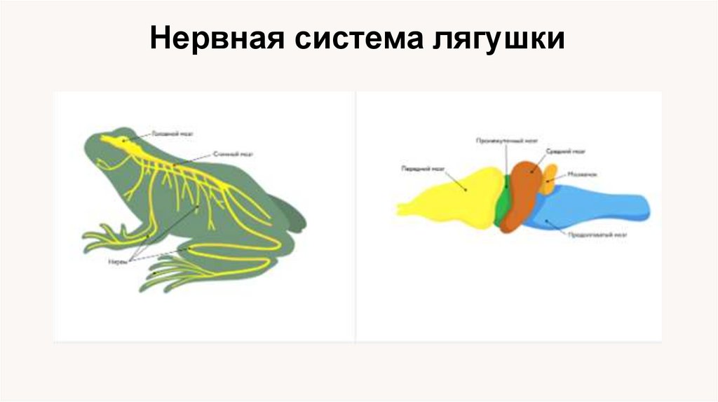 Нервная система лягушки