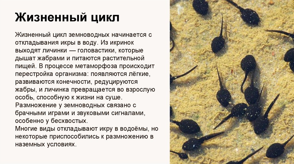 Жизненный цикл