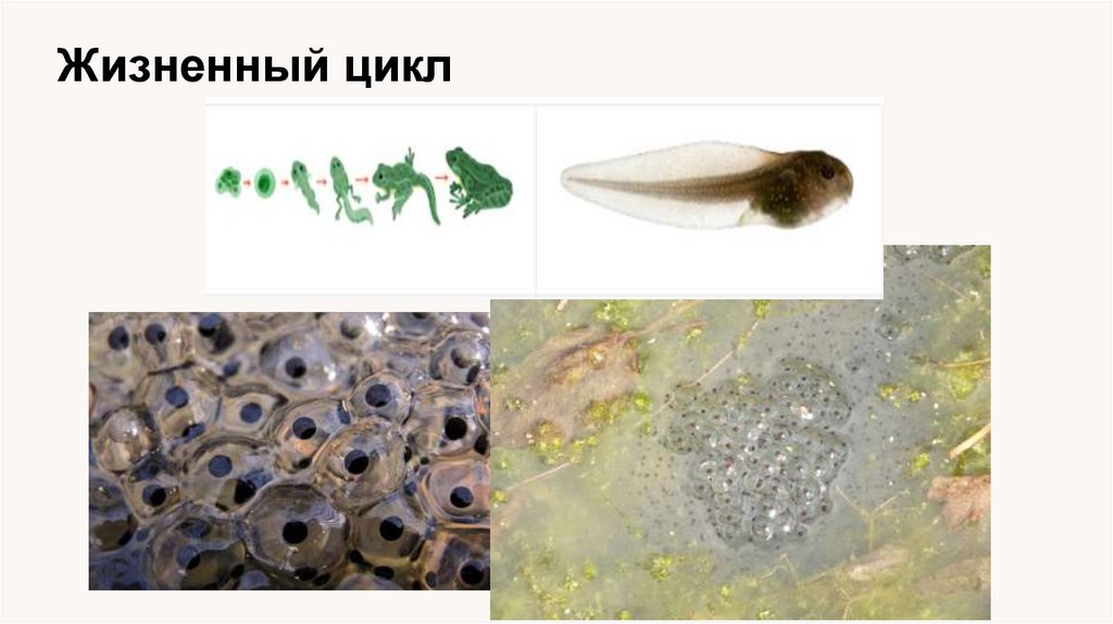 Жизненный цикл