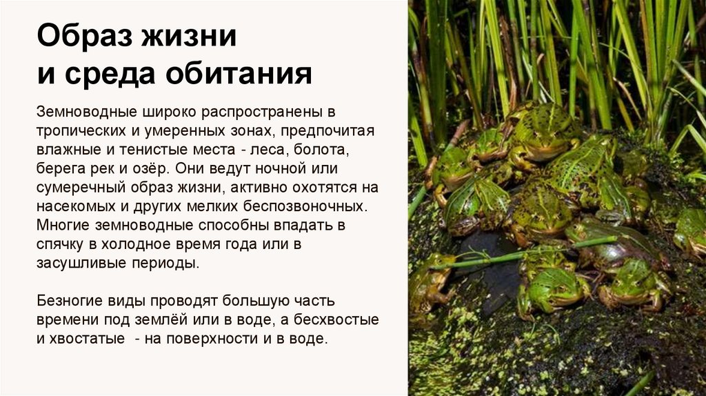 Образ жизни и среда обитания