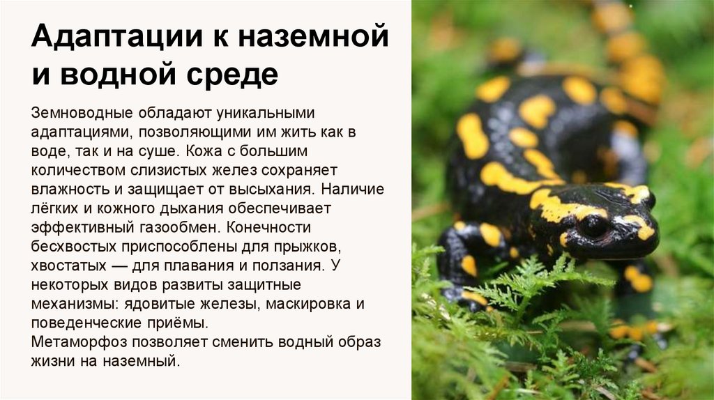 Адаптации к наземной и водной среде