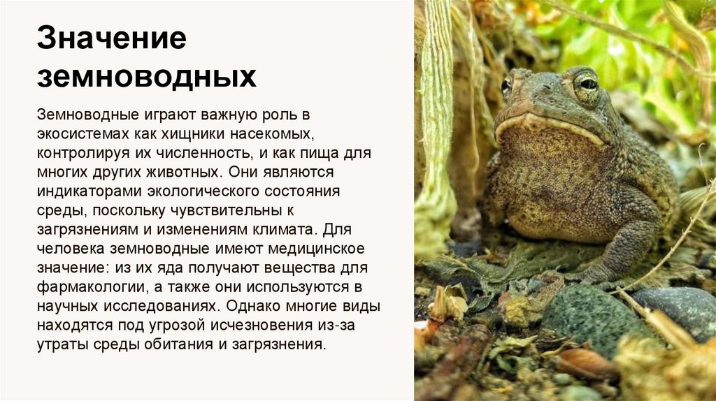 Значение земноводных