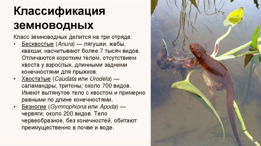 Классификация земноводных