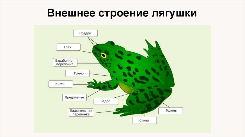 Внешнее строение лягушки
