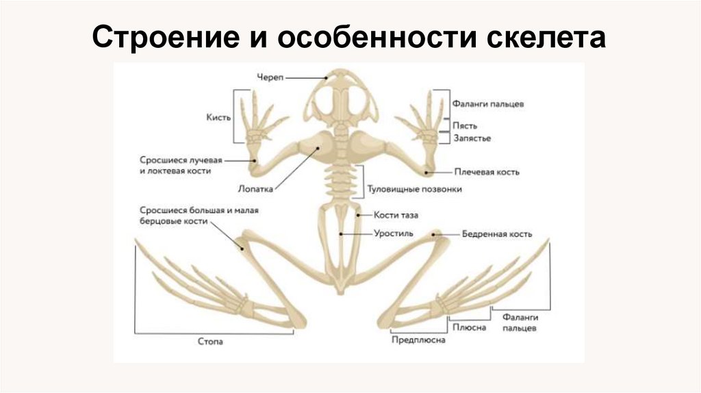 Строение и особенности скелета