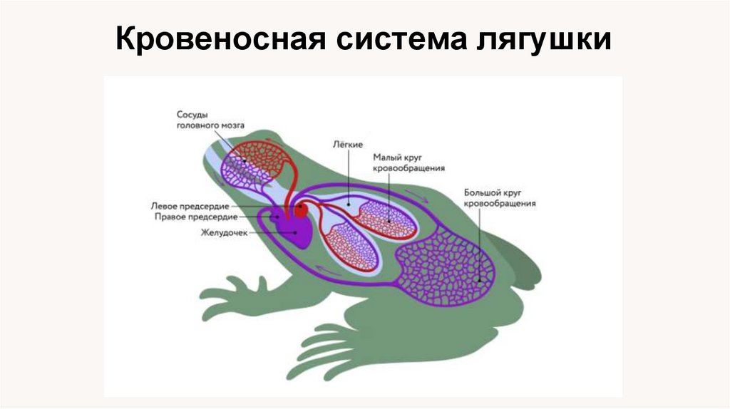 Кровеносная система лягушки