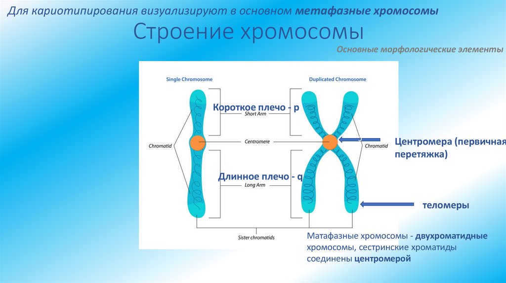 Строение хромосомы