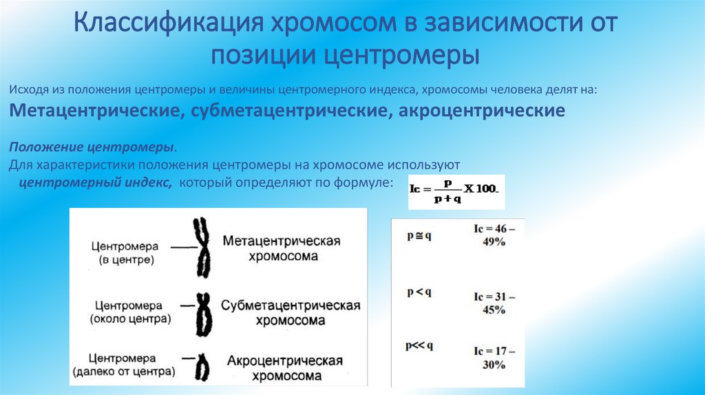 Классификация хромосом в зависимости от позиции центромеры